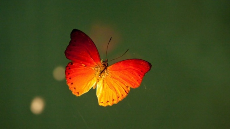 1253005-1151x768-GARRYKNIGHT-ORANGE-BUTTERFLY